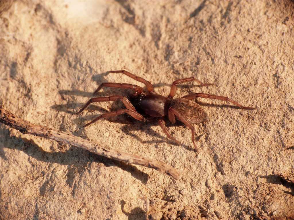 Haplodrassu signifer - S. Severa (RM)